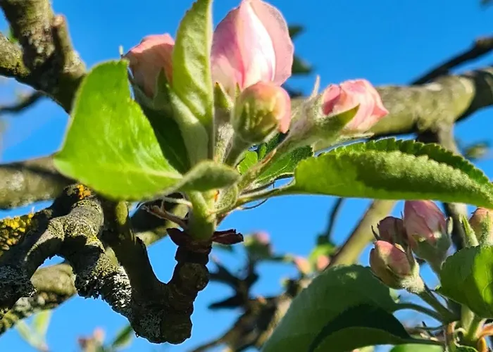 Rengerter Oase アパート